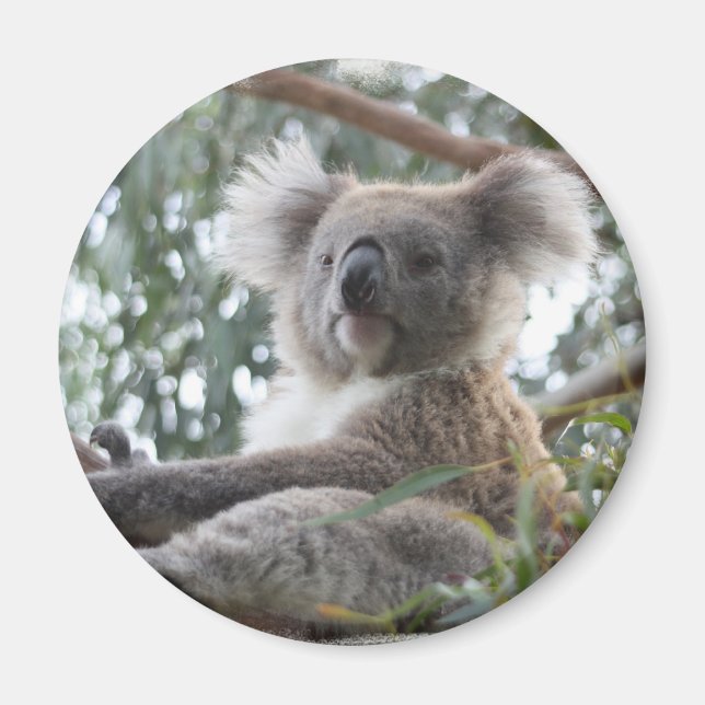 Imán Koala Magnet (Frente)