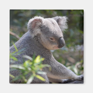 Imán Koala Magnet