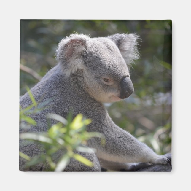 Imán Koala Magnet (Frente)