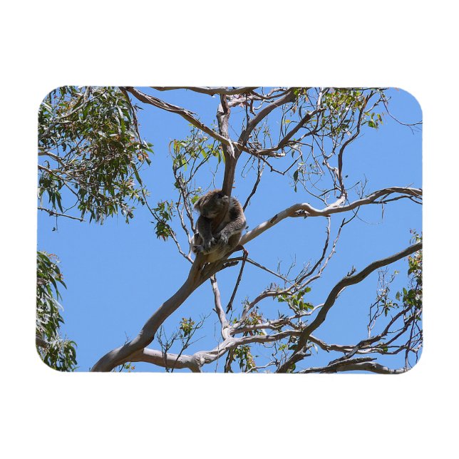 Imán Koala Nap (Horizontal)