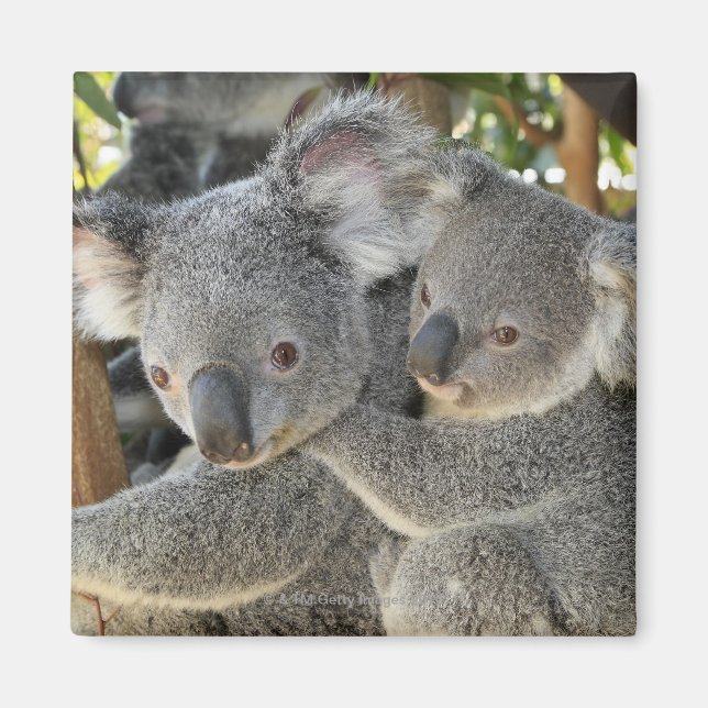 Imán Koala Phascolarctos cinereus Queensland . (Frente)