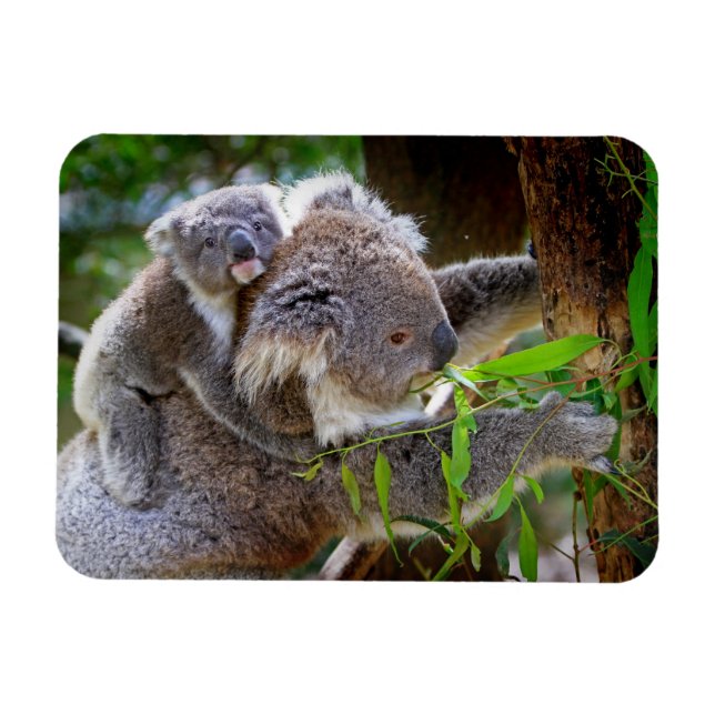 Imán Koalas Adorables (Horizontal)