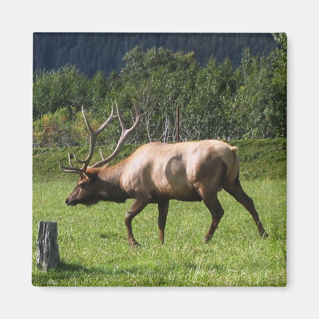 Imán Kodiak, Alaska Elk Foto Al Aire Libre Diseñada (Frente)