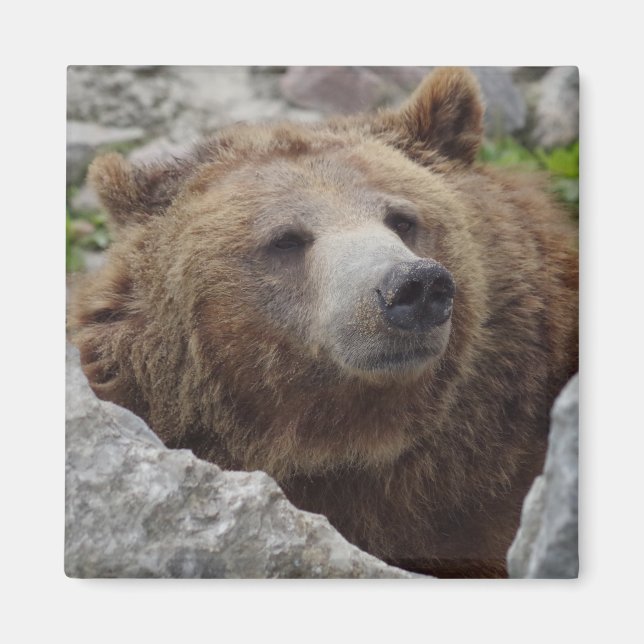 Imán Kodiak Bear (Frente)