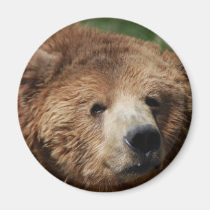 Imán Kodiak Brown Bear Magnet