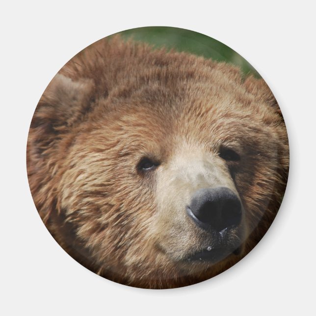 Imán Kodiak Brown Bear Magnet (Frente)