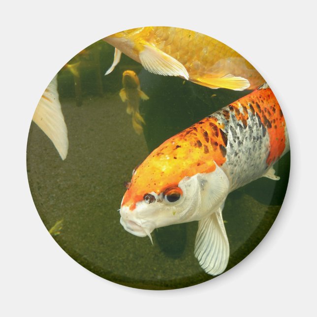 Imán Koi Carp Magnet (Frente)