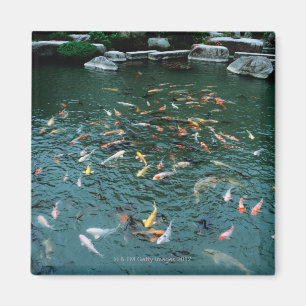 Imán Koi en un estanque