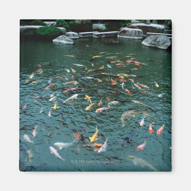 Imán Koi en un estanque (Frente)