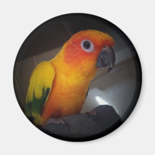 Imán kojo el conure del sol - modificado para