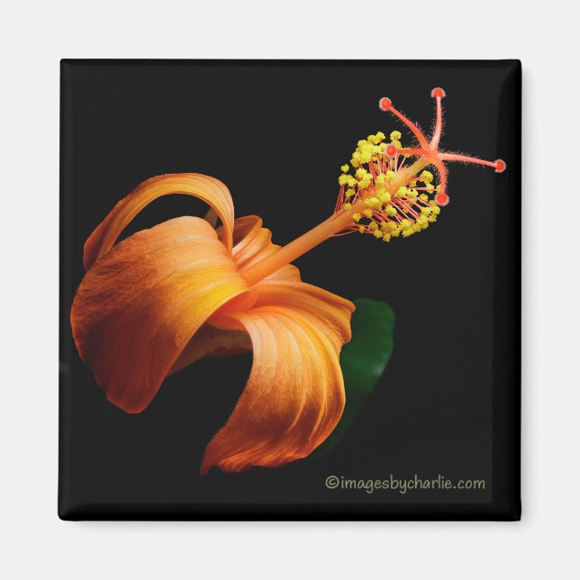 Imán Kokio Native Hawaiian Hibiscus Flower Magnet (Frente)