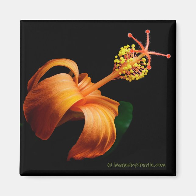 Imán Kokio Nativo Hawai Hibiscus Flower Magnet (Frente)