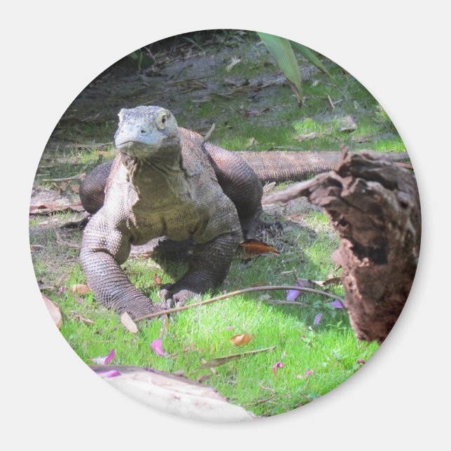 Imán Komodo Dragon Magnet (Frente)