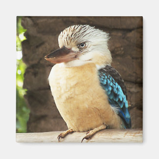 Imán Kookaburra