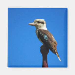 Imán kookaburra