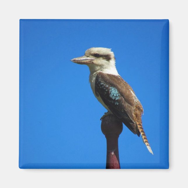 Imán kookaburra (Frente)