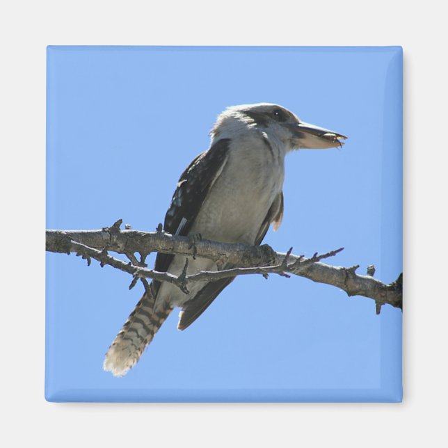 Imán Kookaburra australiana (Frente)