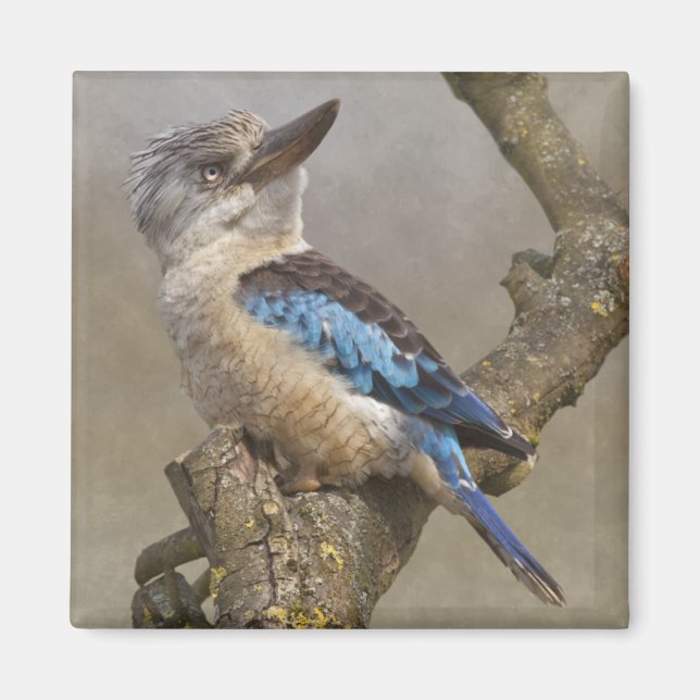 Imán Kookaburra Magnet (Frente)