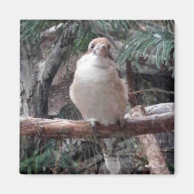 Imán Kookaburra Magnet (Frente)