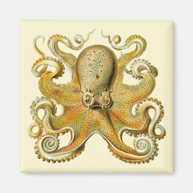 Imán Kraken vintage, Gamochonia octopus, Ernst Haeckel (Frente)