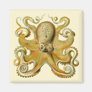 Imán Kraken Vintage, Pulpo Gamochonia, Ernst Haeckel