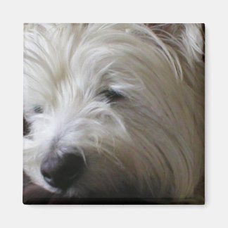 Imán KRW Westie Magnet