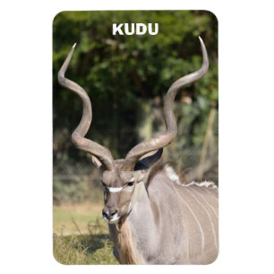 Imán Kudu