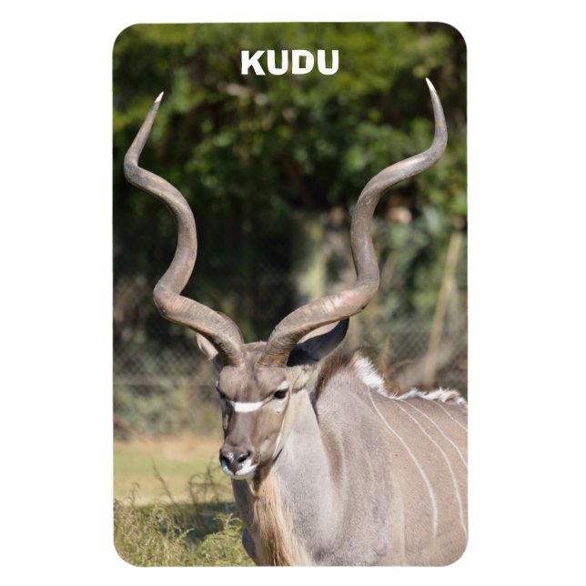 Imán Kudu (Vertical)