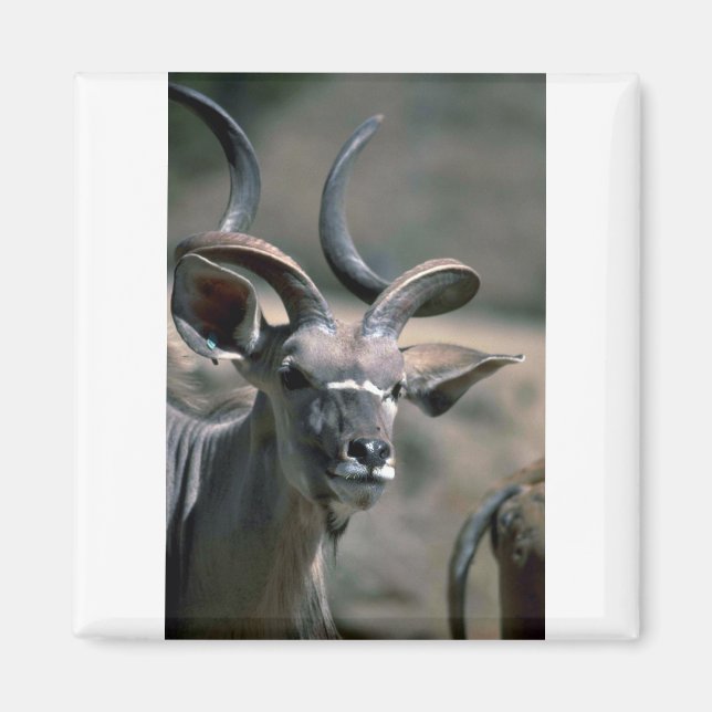 Imán Kudu (Frente)