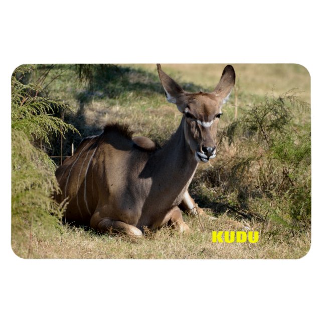Imán Kudu femenino (Horizontal)