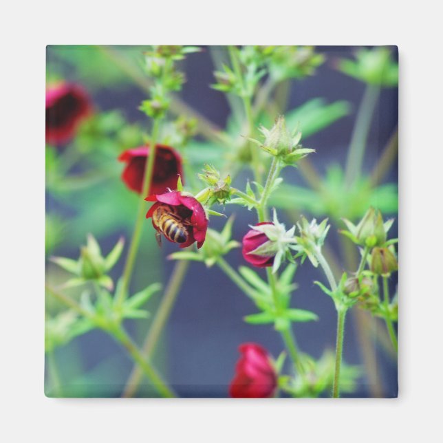 Imán La abeja con la flor roja (Frente)