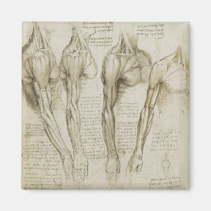 Imán La anatomía del brazo humano de Da Vinci