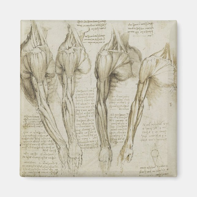Imán La anatomía del brazo humano de Da Vinci (Frente)