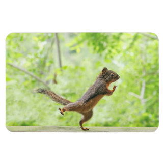Imán La ardilla linda haciendo tai chi