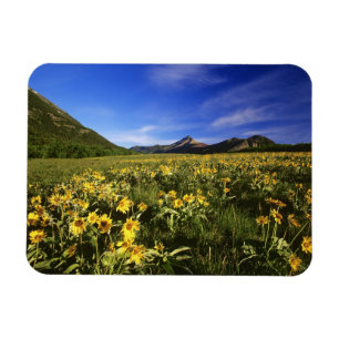 Imán La balsomroot de hoja de flecha cubre la pradera c