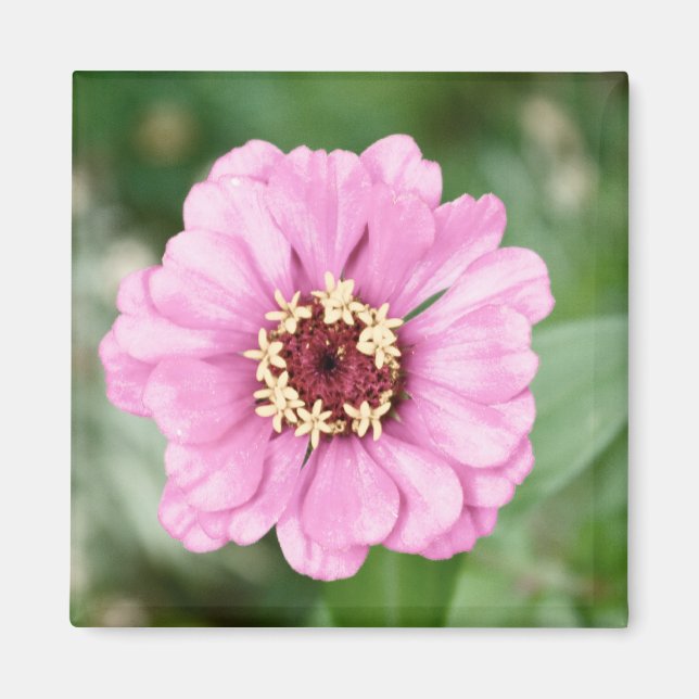 Imán La belleza de Johann (Frente)