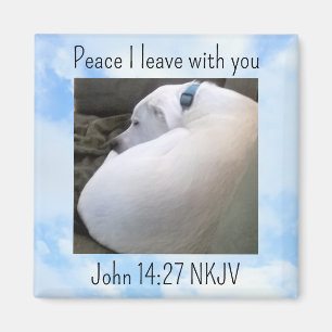 Imán La Biblia de Paz versus el perro foto en el cielo 