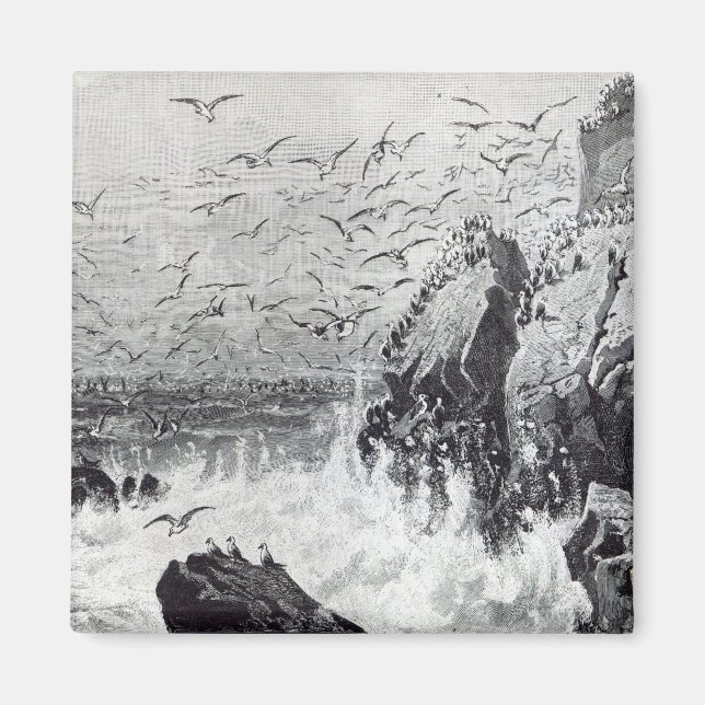 Imán La brutalidad de las gaviotas (Frente)