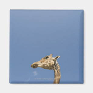 Imán La cabeza de la jirafa