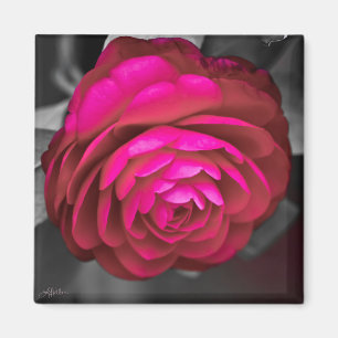 Imán La camellia rosada