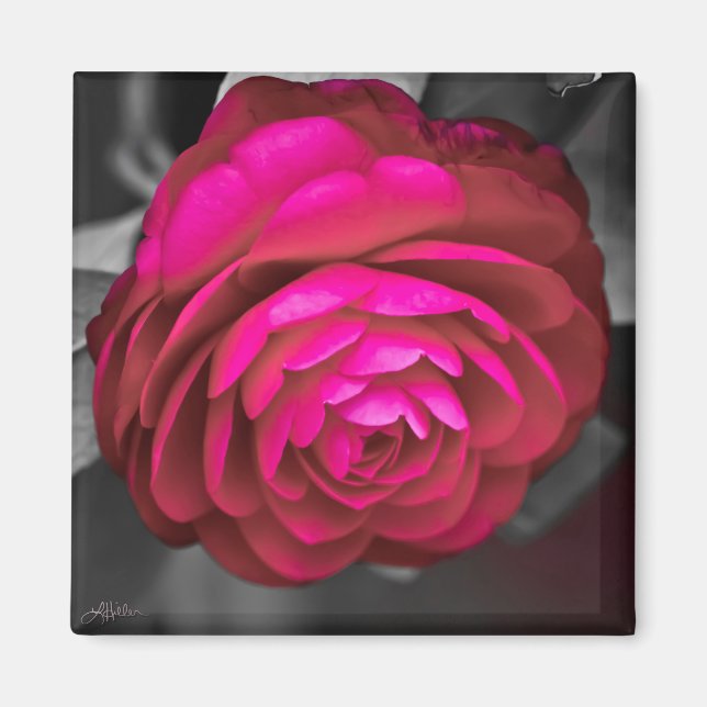 Imán La camellia rosada (Frente)
