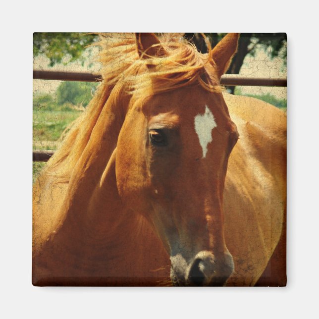 Imán La cara de Scotch (Frente)