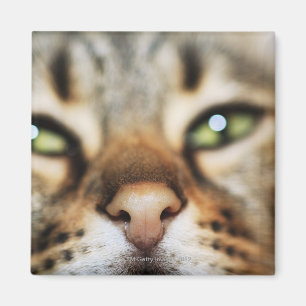 Imán La cara de un gato