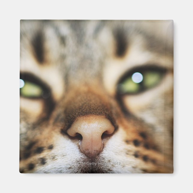 Imán La cara de un gato (Frente)