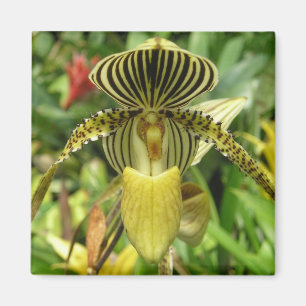 Imán La cebra amarilla raya la orquídea