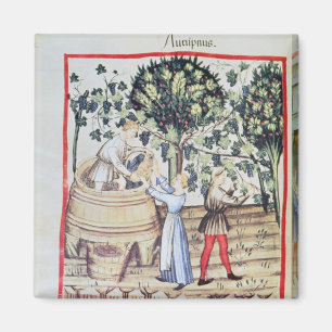 Imán La cosecha de la uva, siglo XIII