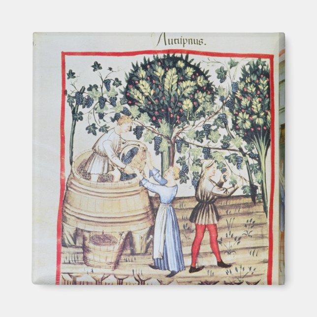 Imán La cosecha de uva, siglo XIII (Frente)