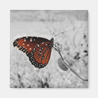 Imán La dama del lago