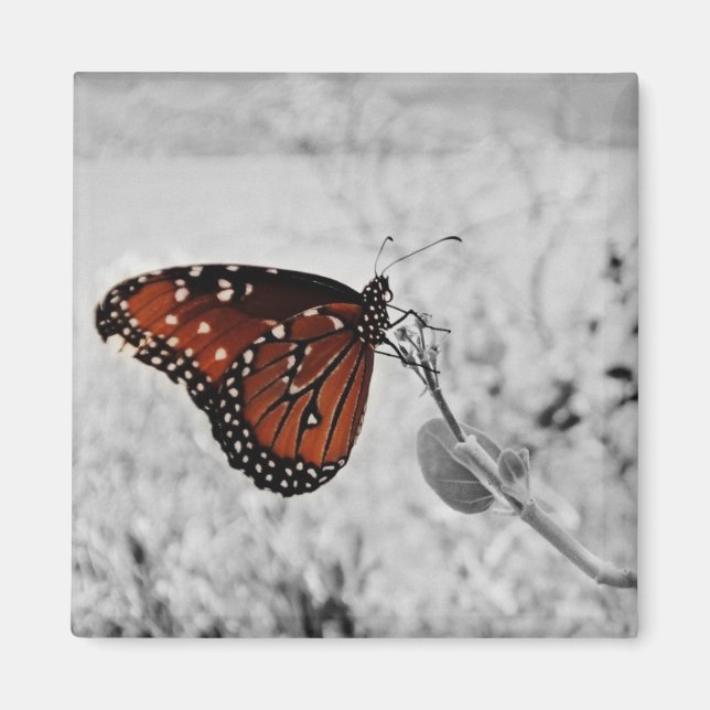 Imán La dama del lago (Frente)