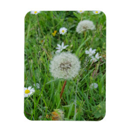 Imán La flor de Dandelion está esperando el viento